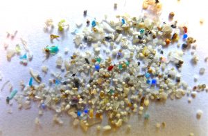 Photo of microplastics, courtesy of Oregon State University