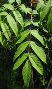 Ash leaf
